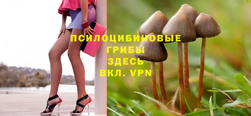 как найти наркотики  Порхов  Псилоцибиновые грибы Psilocybine cubensis 